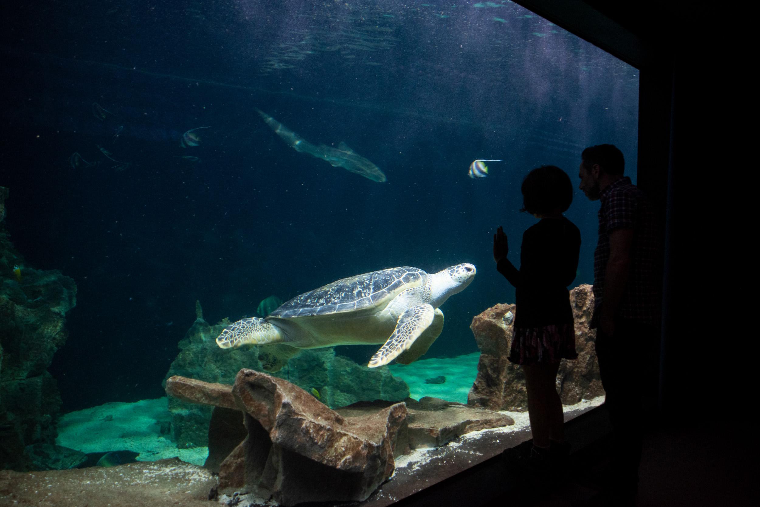 Acquario di Livorno