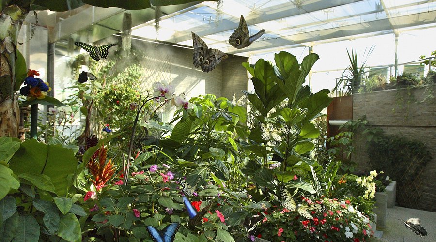Collodi Butterfly House